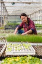 Natural female worker in nursery greenhouse on organic farm