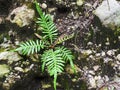 Natural fern leaf on stone closeup photo. Fern leaf on black rock. Royalty Free Stock Photo