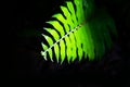 Natural fern pattern. Tropical green fern leaves background.