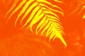 Natural fern pattern. Tropical fern leaf on yellow and red background.