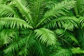 Natural fern textured pattern. Beautiful green fern leaves background. Ornamental green plant tropical rainforest background