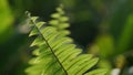 Natural fern tree leaves Royalty Free Stock Photo