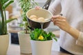 Natural fertilizer water after boiling eggs, woman watering plant in pot