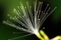 Natural Fiber Optics