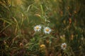 Natural field background. White chamomile, daisies in the field. Beautiful summer meadow background. Summer wildflowers on a sunny Royalty Free Stock Photo