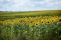 Natural field landscape in summer with blue sky. Beautiful sunflowers, growing in countryside. Agricultural rural background. Royalty Free Stock Photo