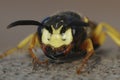 Fierceful facial closed up on the European beewolf, Philanthus triangulum a predator on honeybees Royalty Free Stock Photo