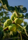 Natural figs on its branch with its background of leaves and other figs