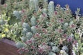 Natural filled frame close up shot of a bunch of pastel blue green, red sedum reflexeum or rupestre Jenny`s stonecrop, blue Royalty Free Stock Photo