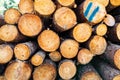 The natural firewoods cut in the forest. Royalty Free Stock Photo