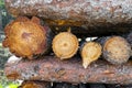 The natural firewoods cut in the forest. Royalty Free Stock Photo