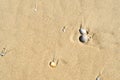 Natural flat lay composition sea shells on sand, space for text, outdoors Royalty Free Stock Photo