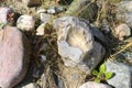 Flintstone bulb and other rocks at danish coast
