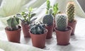A group of different kind of cactus in small pots on a soft green fabric with dirt.