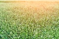 Beautiful buckwheat field on a sunny day