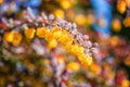 Natural floral background, blossoming of barberry beautiful yellow flowers with ladybug and red leaves in spring sunny garden Royalty Free Stock Photo