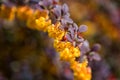 Natural floral background, blossoming of barberry beautiful yellow flowers with ladybug and red leaves in spring sunny garden Royalty Free Stock Photo