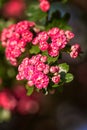 Natural floral background, blossoming of Double pink Hawthorn or Crataegus laevigata beautiful pink flowers in spring sunny garden Royalty Free Stock Photo