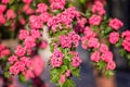 Natural floral background, blossoming of Double pink Hawthorn or Crataegus laevigata beautiful pink flowers in spring sunny garden Royalty Free Stock Photo