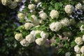 Natural floral background, blossoming of snowball viburnum opulus Roseum or boule de neige white flowers in spring sunny garden Royalty Free Stock Photo