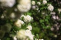 Natural floral background, blossoming of snowball viburnum opulus Roseum or boule de neige white flowers in spring sunny garden Royalty Free Stock Photo