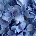 Natural floral background of blue flowers of Hydrangea macrophylla Royalty Free Stock Photo