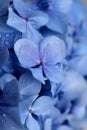 Natural floral background of blue flowers of Hydrangea macrophylla Royalty Free Stock Photo