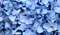 Natural floral background of blue flowers of Hydrangea macrophylla Royalty Free Stock Photo