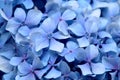 Natural floral background of blue flowers of Hydrangea macrophylla Royalty Free Stock Photo