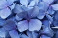 Natural floral background of blue flowers of Hydrangea macrophylla Royalty Free Stock Photo