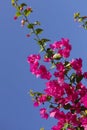 Natural floral background. Bougainvillea branch with pink vibrant flowers against a blue sky. Royalty Free Stock Photo