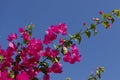 Natural floral background. Bougainvillea branch with pink vibrant flowers against the blue sky. Royalty Free Stock Photo