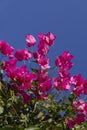 Natural floral background. Bougainvillea branch with pink vibrant flowers against the blue sky. Royalty Free Stock Photo