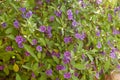 Natural floral background. A carpet of plants with many small purple flowers. Royalty Free Stock Photo