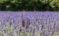 Natural floral background with close-up of Lavender flower field, vivid purple aromatic wildflowers in nature Royalty Free Stock Photo