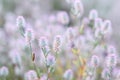 Natural floral background. Close up view of wild summer meadow grass with soft fluffy pink purple heads. Royalty Free Stock Photo