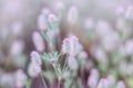 Natural floral background. Close up view of wild summer meadow grass with soft fluffy pink purple heads. Royalty Free Stock Photo