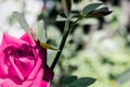 Natural floral background. Multi-colored roses and daisies. Red and yellow. Summer in the garden. Royalty Free Stock Photo