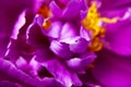 Natural floral background. Pink purple peonies flowers macro shot. Peonies flower petals, beautiful floral wallpaper. Flower Royalty Free Stock Photo