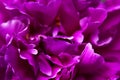 Natural floral background. Pink purple peonies flowers macro shot. Peonies flower petals, beautiful floral wallpaper. Flower Royalty Free Stock Photo