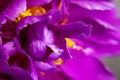 Natural floral background. Pink purple peonies flowers macro shot. Peonies flower petals, beautiful floral wallpaper Royalty Free Stock Photo