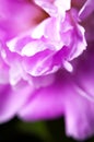 Natural floral background. Pink purple peonies flowers macro shot. Peonies flower petals, beautiful floral wallpaper Royalty Free Stock Photo