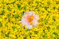 Natural floral background of flowers - symbol of Jeju