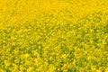 Natural floral background of rapeseed flowers - symbol of Jeju