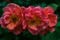 Natural floral background scarlet, crimson, purple, rose closeup