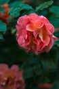 Natural floral background scarlet, crimson, rose closeup