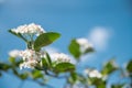 Natural floral background. White flowers on a branch against a blue sky. Blooming Chokeberry.