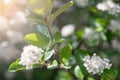 Natural floral background. White flowers on a branch. Blooming Chokeberry.