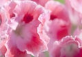Natural floral background with white and pink geraniums Royalty Free Stock Photo