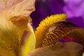 Natural floral background with yellow bearded iris on a purple background. Macro shot of a iris flower with dew drops